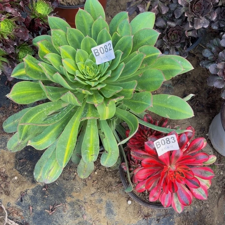 082和083两颗多肉法师不包断枝