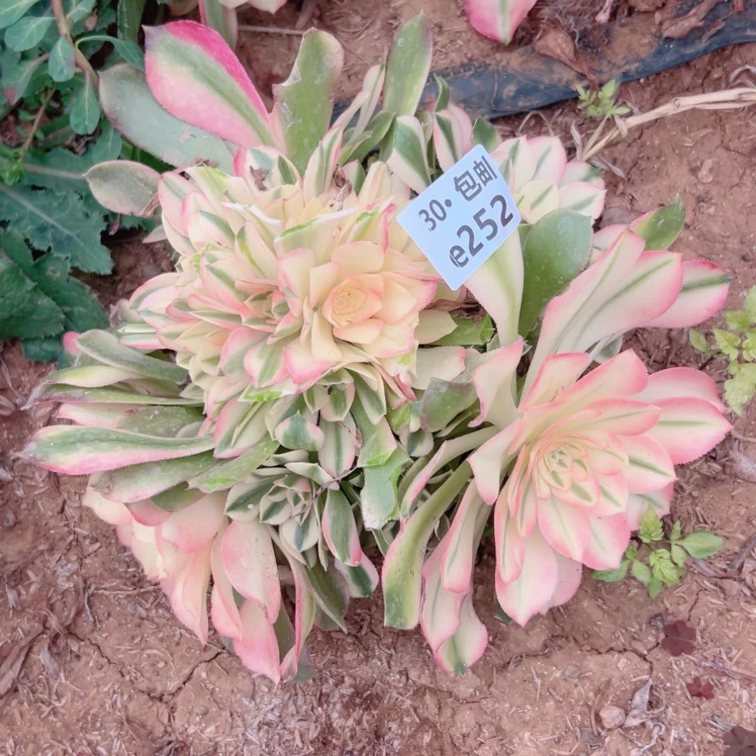 252香妃多肉法师