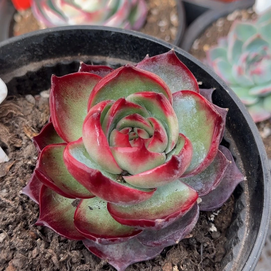 简***黑红惊鸿一物一拍包装收缩花旱115