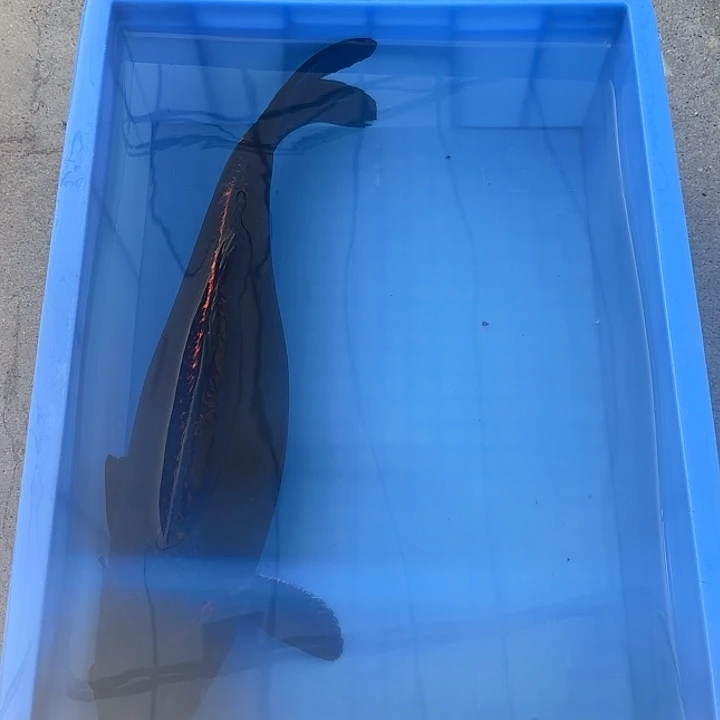 海水鱼赤目芒果紫金