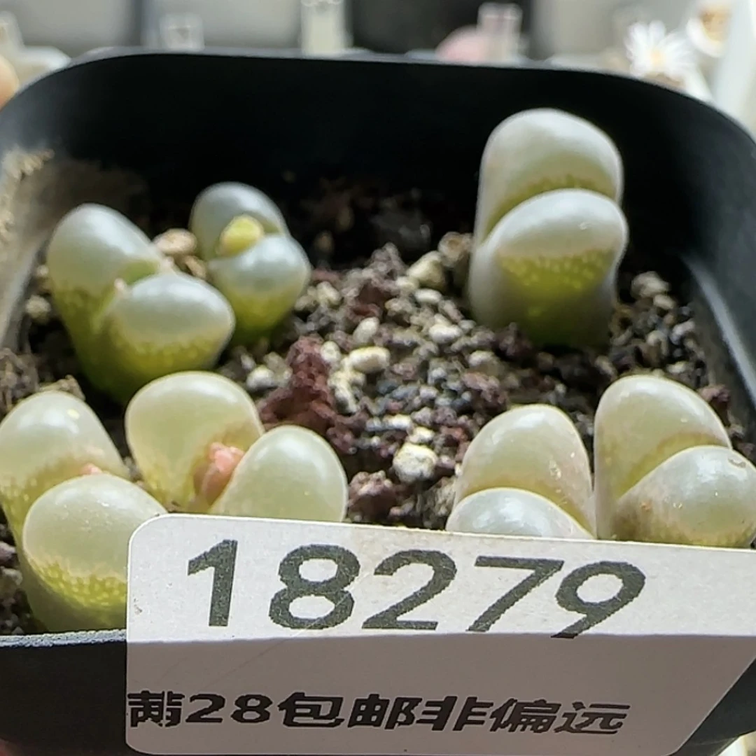 【闪购商品】若****o18279