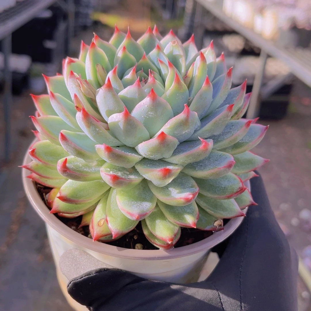 桃夭11.5公分999999999