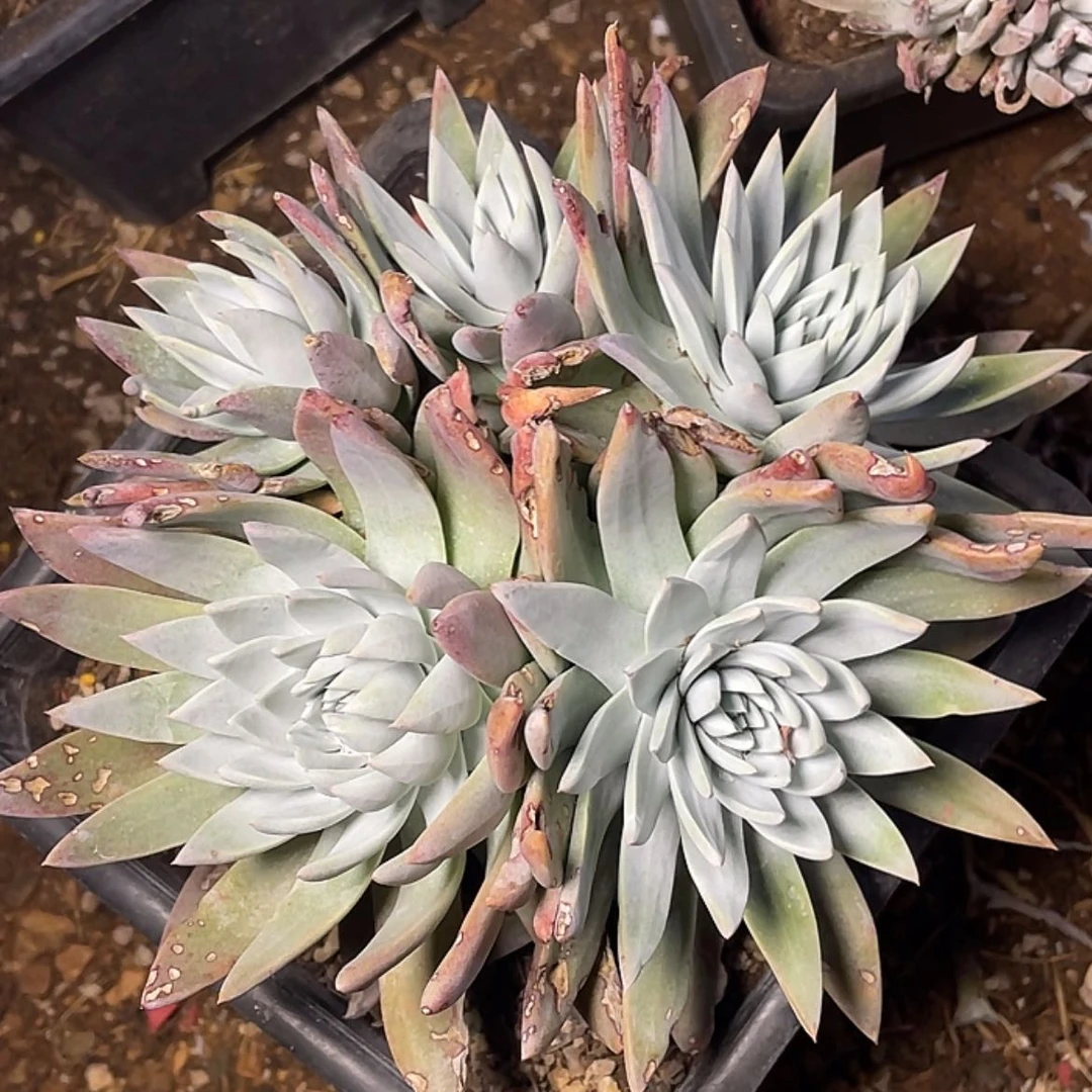 【闪购商品】白菊苹果叶