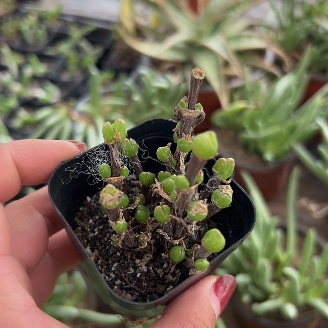 多肉植物短兔儿枝干微瑕