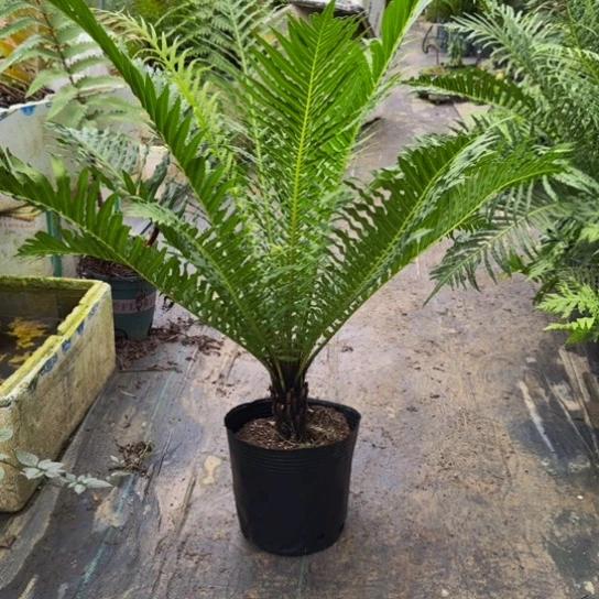 无花朵❤单头富贵蕨