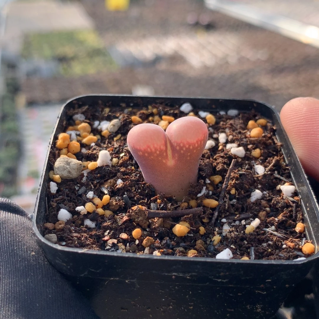 a614红风铃福利一颗