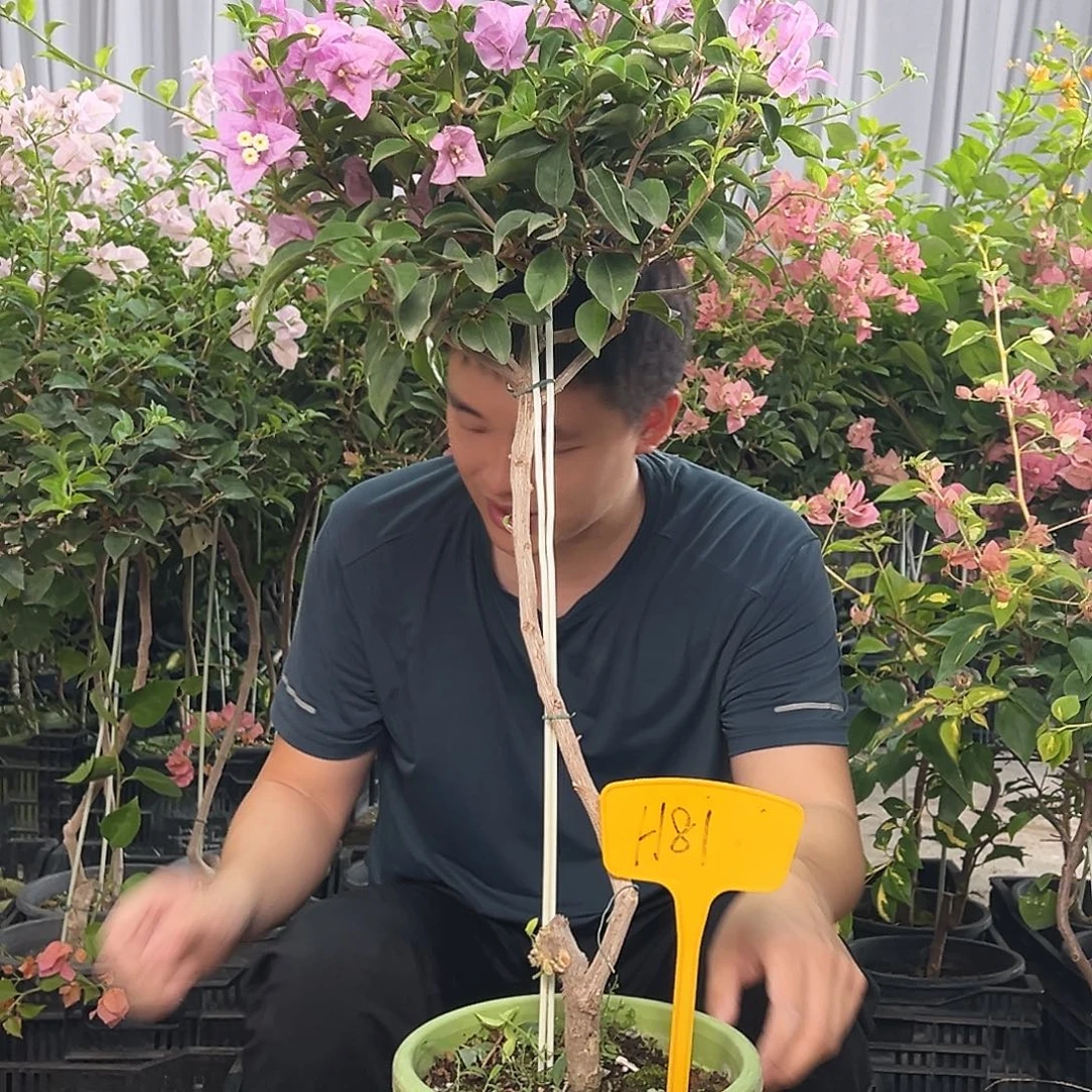麦***琪当前无花栽培后可以开花H81巴西紫