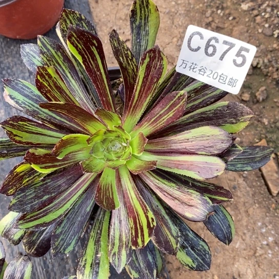 675墨法水墨丹青多肉植物