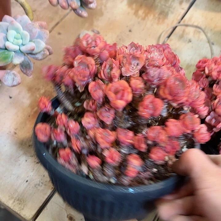 酷***3小叶秀妍一物一拍54号