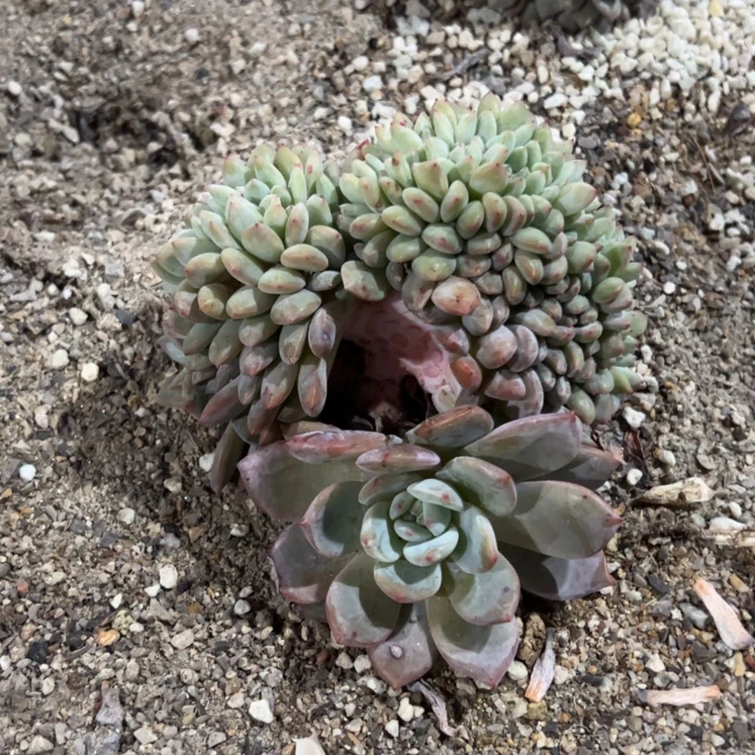 A5的人多肉多肉多肉多肉