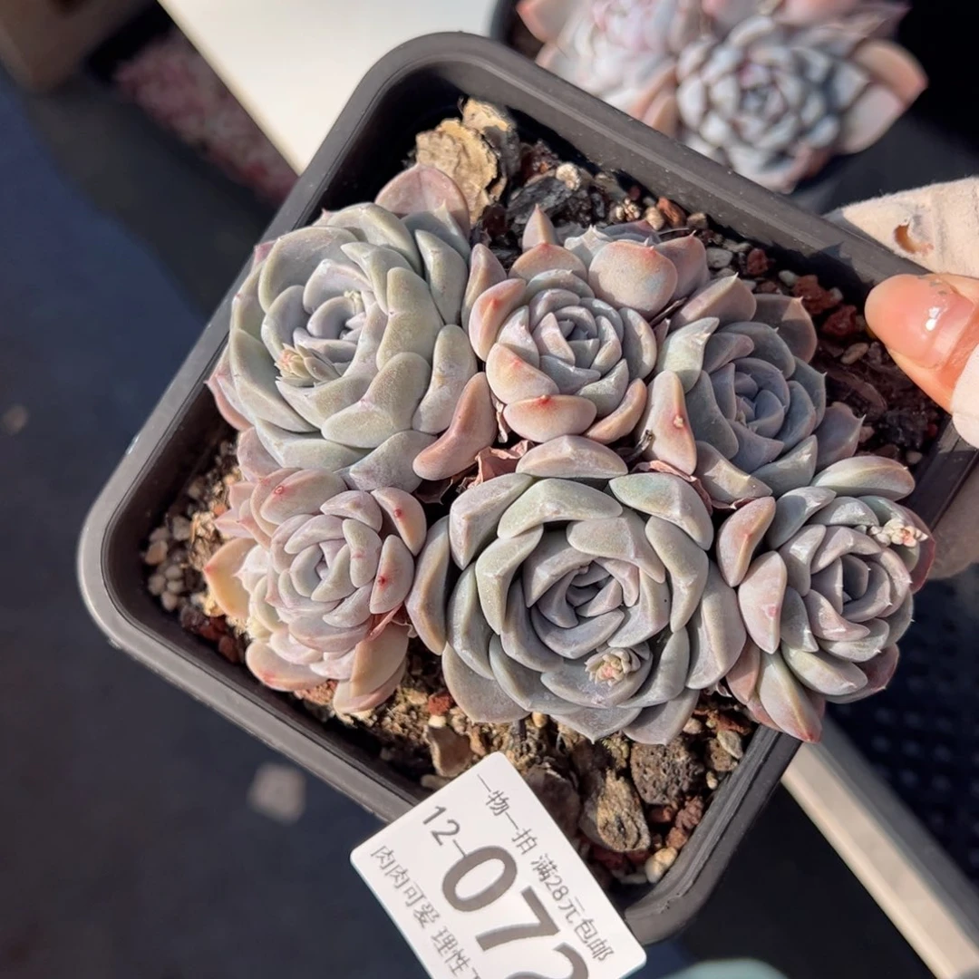 汉堡，多肉多肉多肉多肉