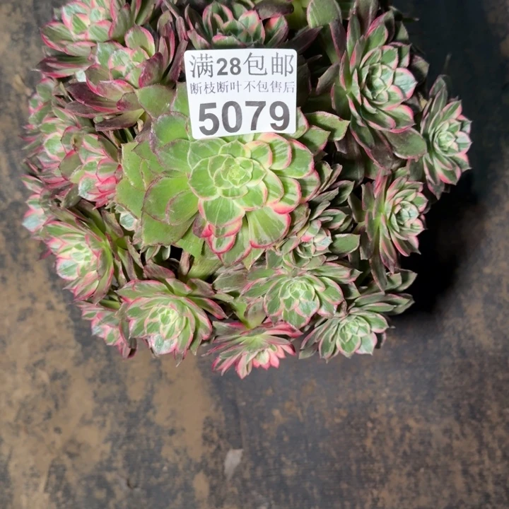5079万花筒多肉植物