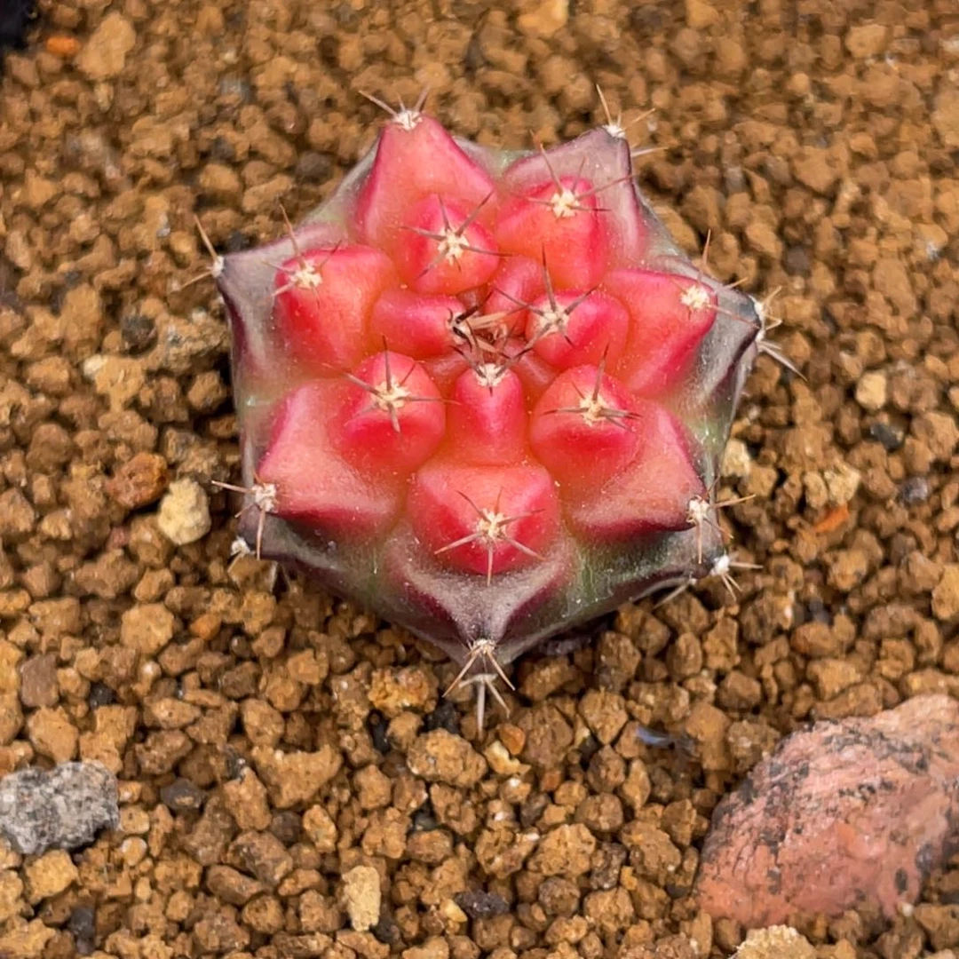 当前无花朵，栽培后可花朵粉红派