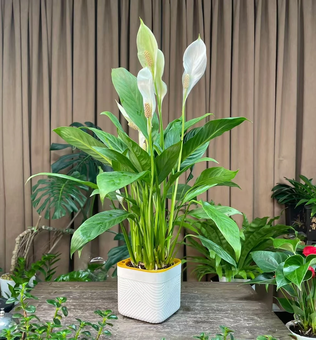 【新疆包邮】大白掌盆栽植物室内招财客厅四季常青