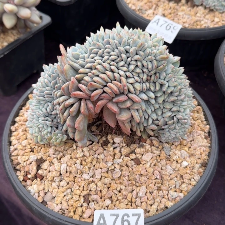 17厘米左右一物一拍的