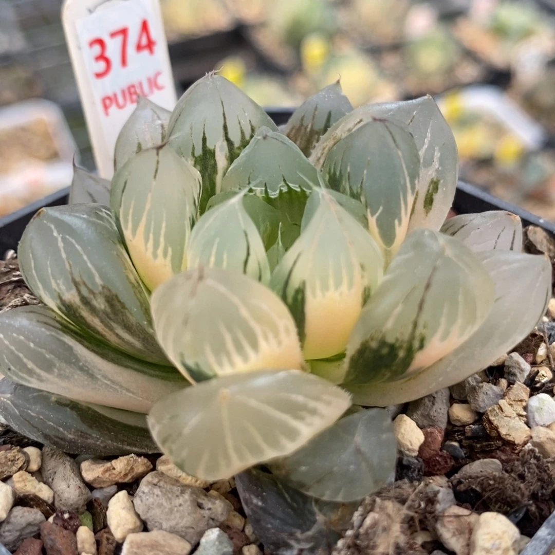 374水晶×冰川玉露锦