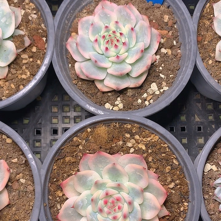 A49吉娃娃锦脱土漂亮