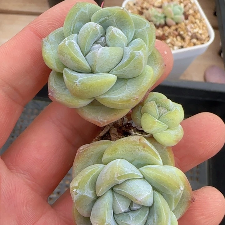 翡翠冰玉三头老桩一颗