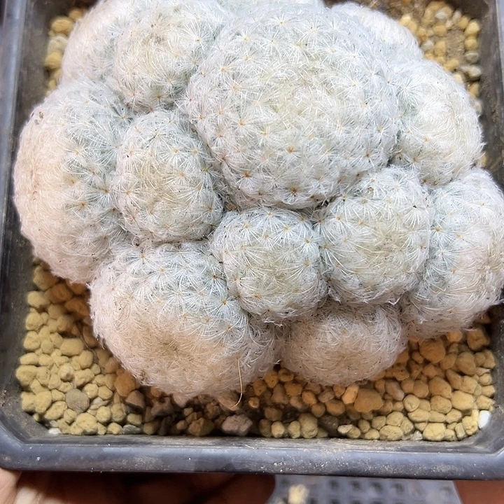 大实生鹤丽羽白星12公分1颗