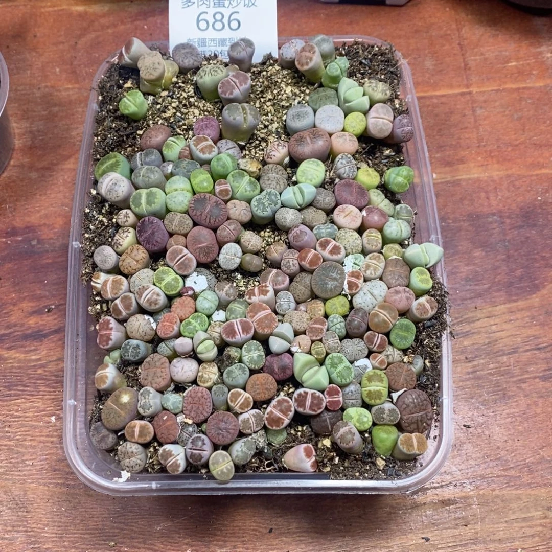 多肉蛋炒饭感谢您相伴686