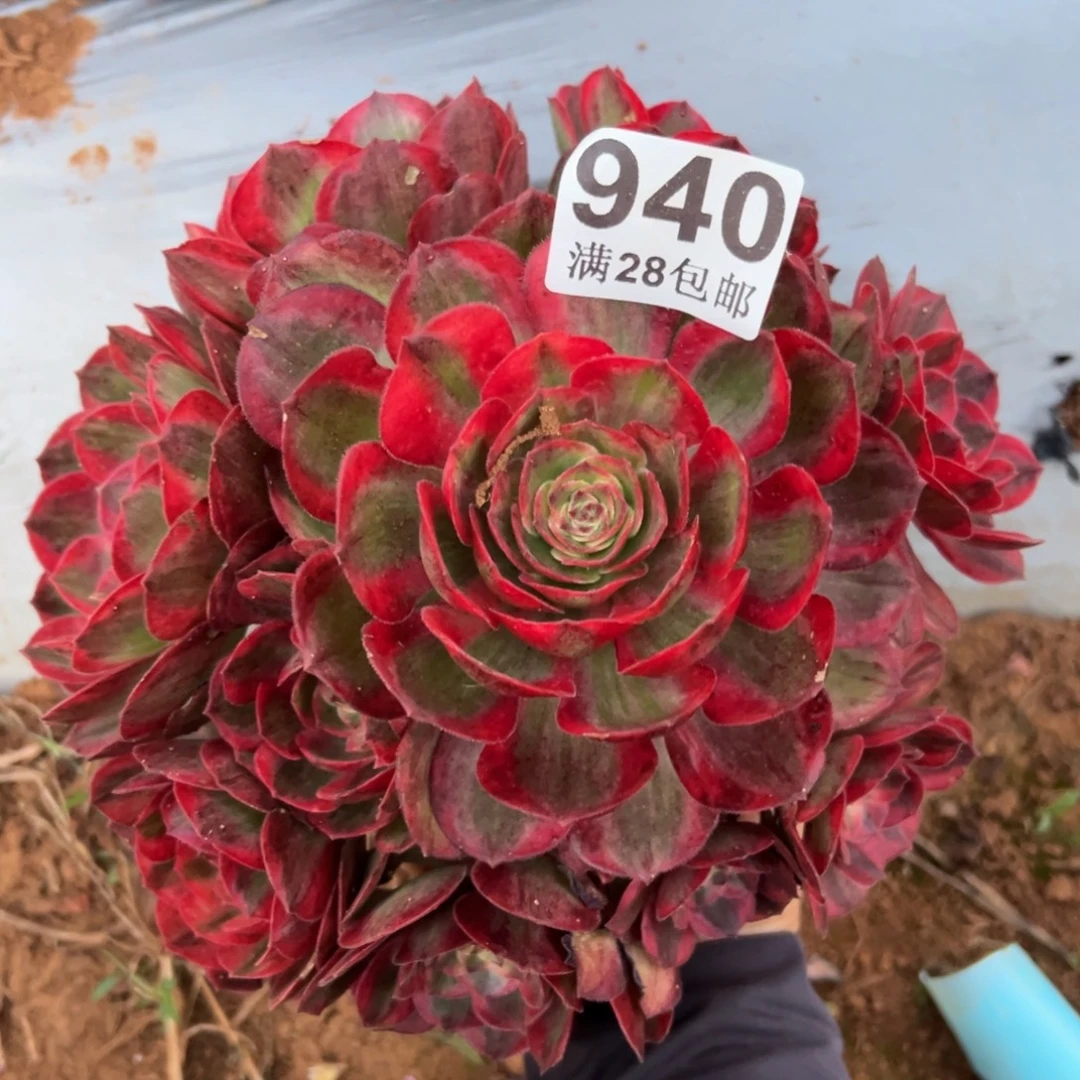 多肉植物的940杆子有伤