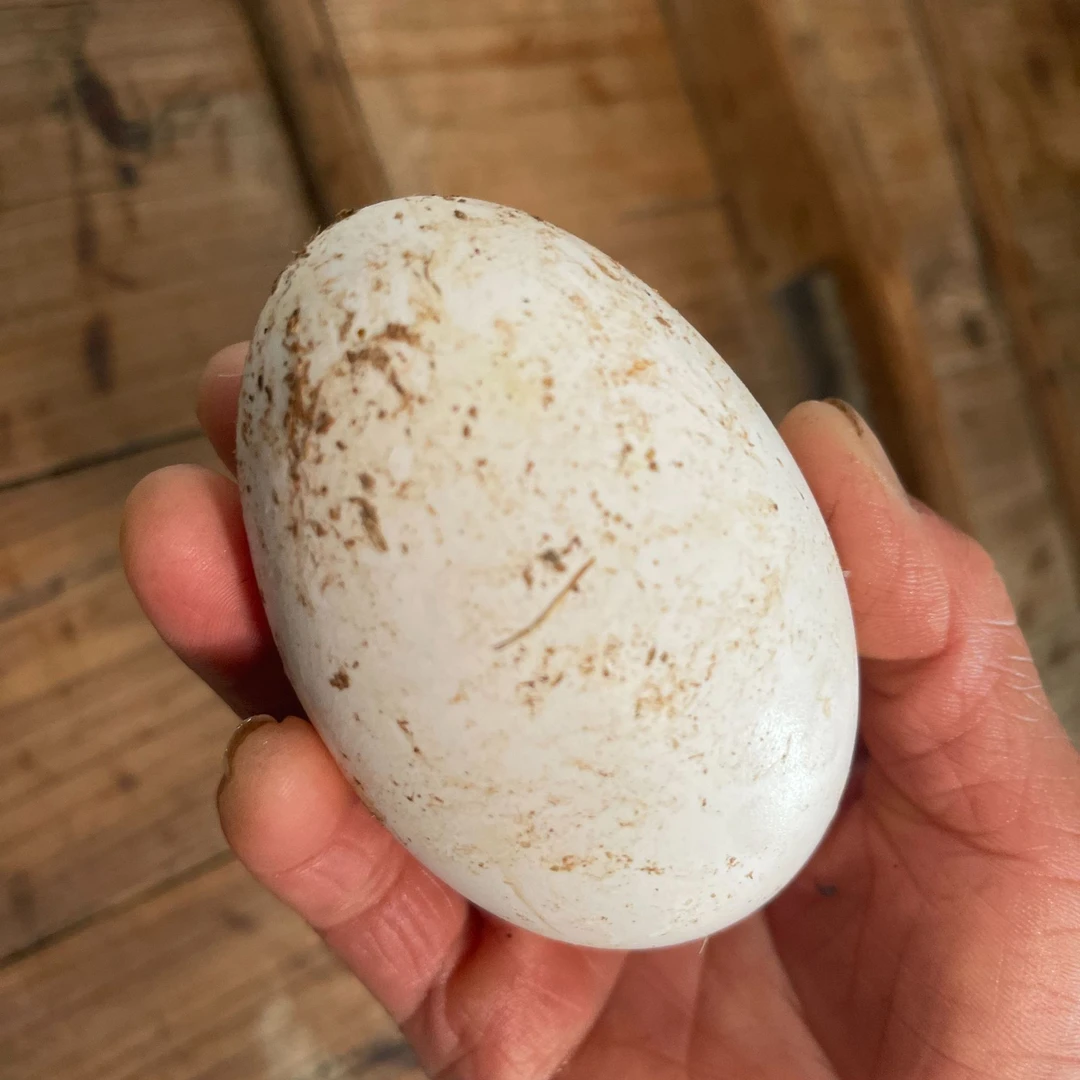 南京高淳花山村农家散养土鹅蛋现捡现发顺丰包邮