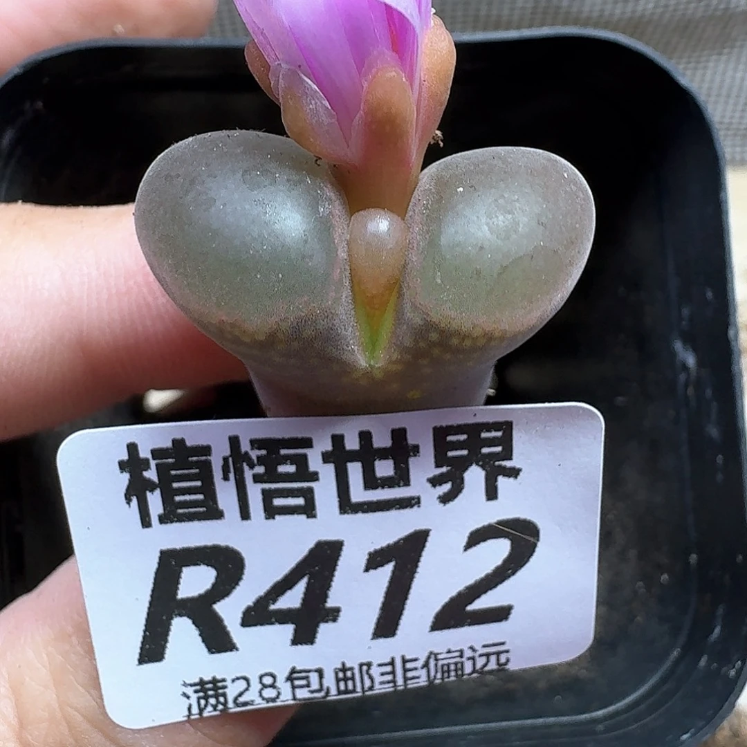 多肉植物的润泽和地方