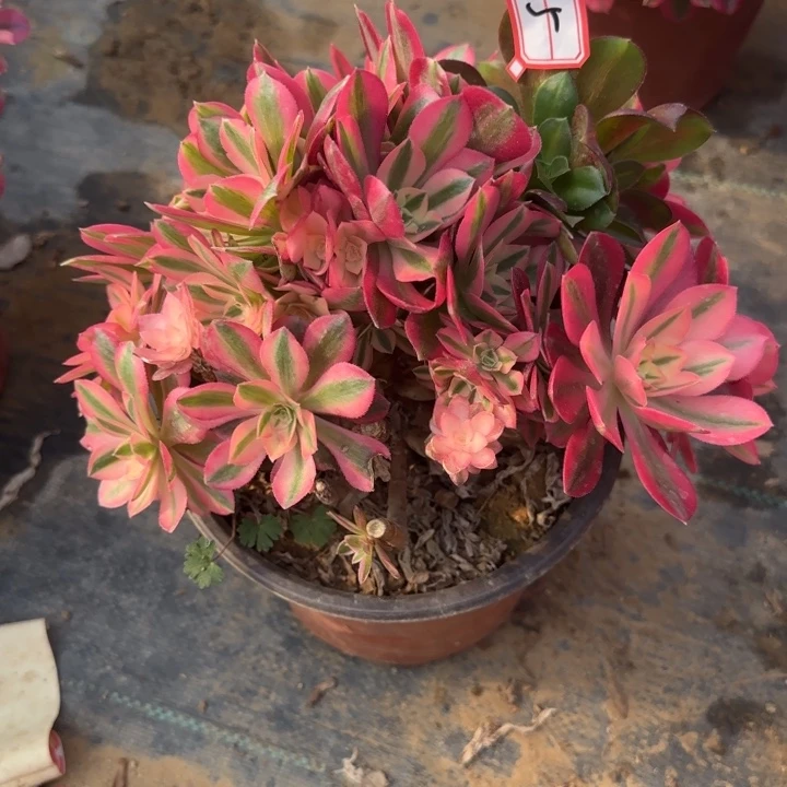 5女巫砍过处理多肉不包售后