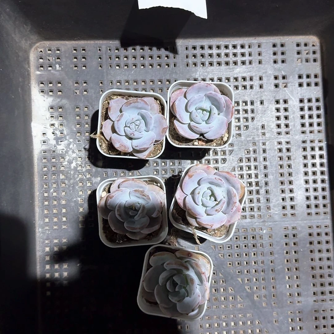 七年一物一拍专拍链接