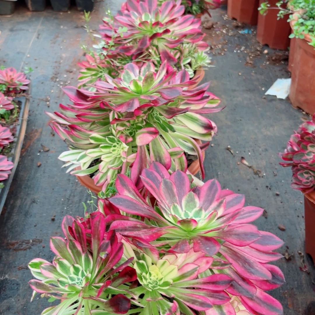 天河群群多肉植物