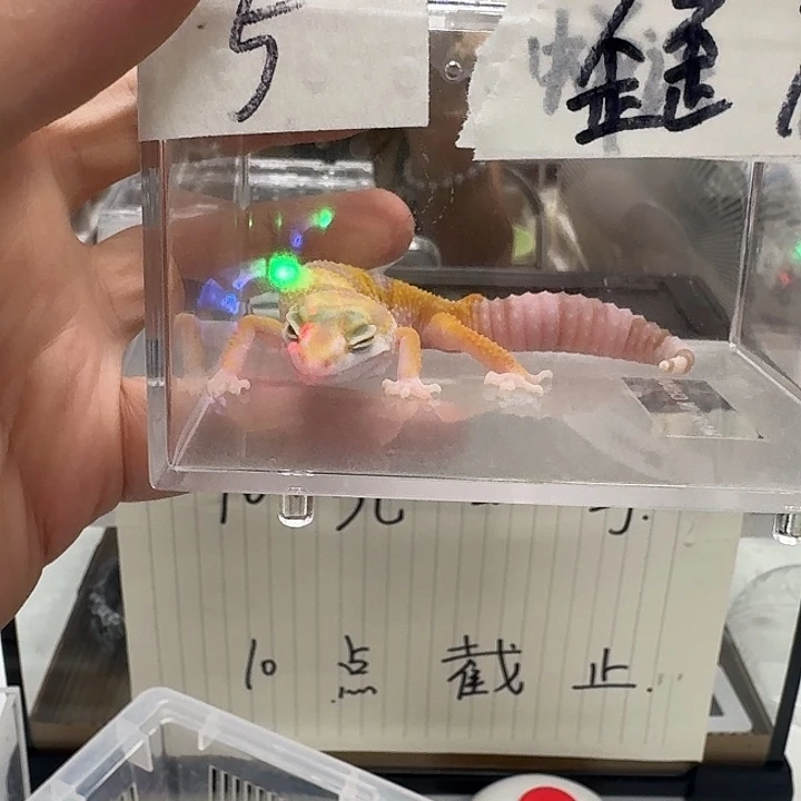 豹纹守宫029）好几年呢