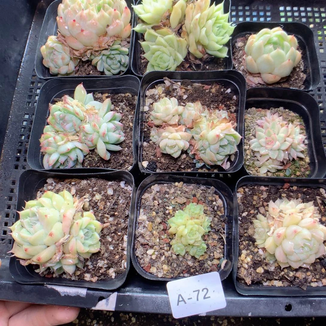 无花朵A72英语英语英语天天英语英语
