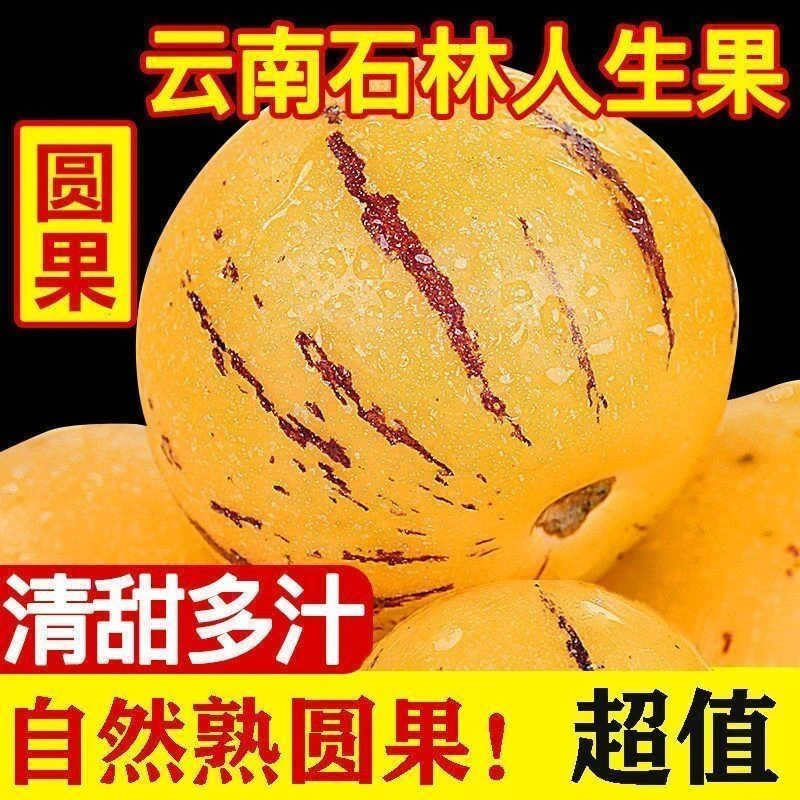 云南石林果树上自然成熟黄肉圆果新鲜多汁清甜好吃