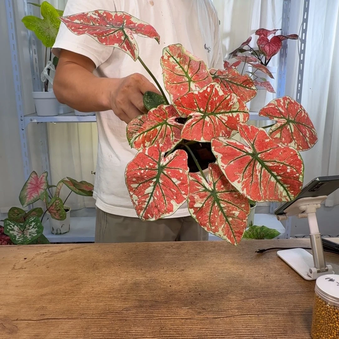 无花朵火凤凰    1288