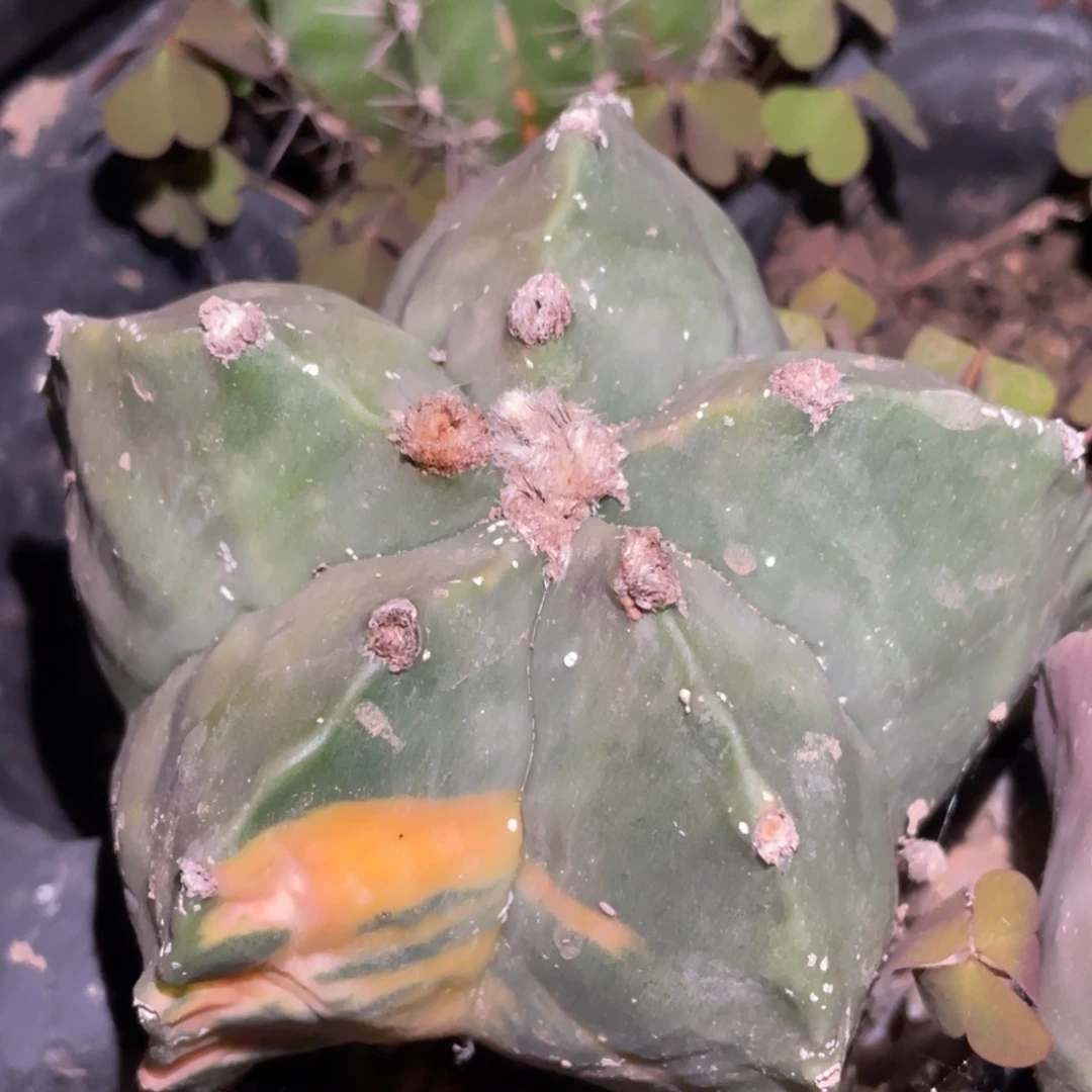 全部花朵实生拉丝纹锦鸾