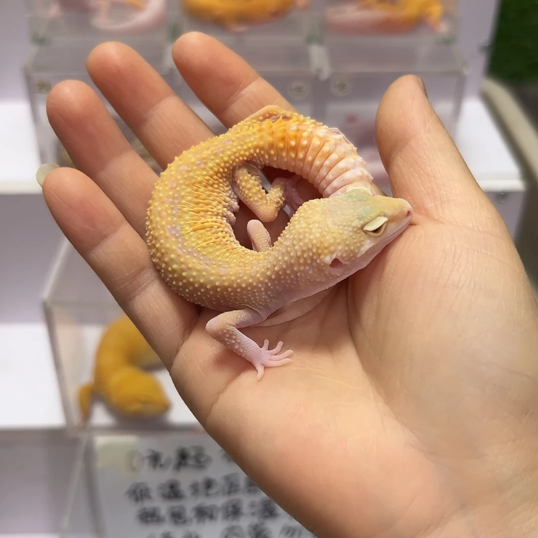 豹纹守宫豹纹守宫