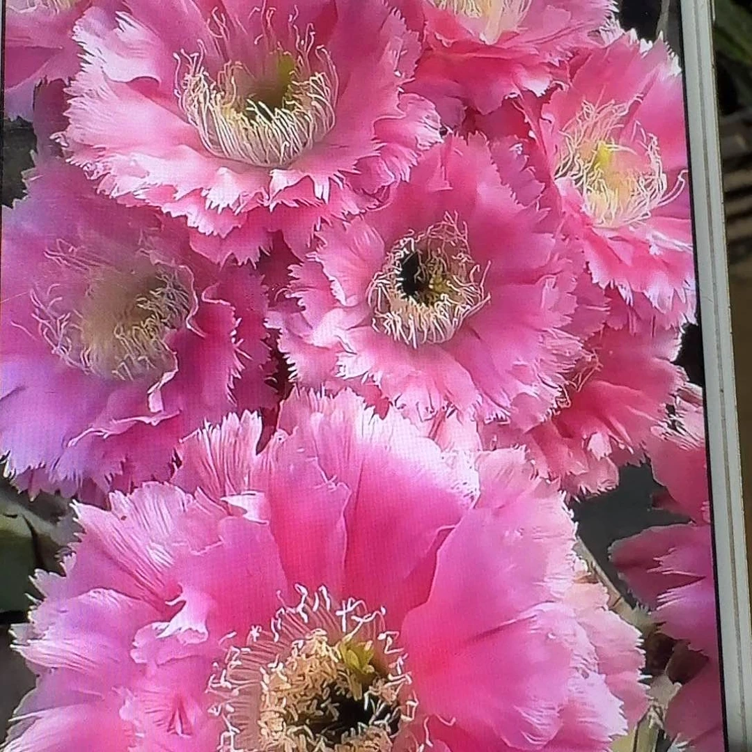 云锦侧芽4公分彩草