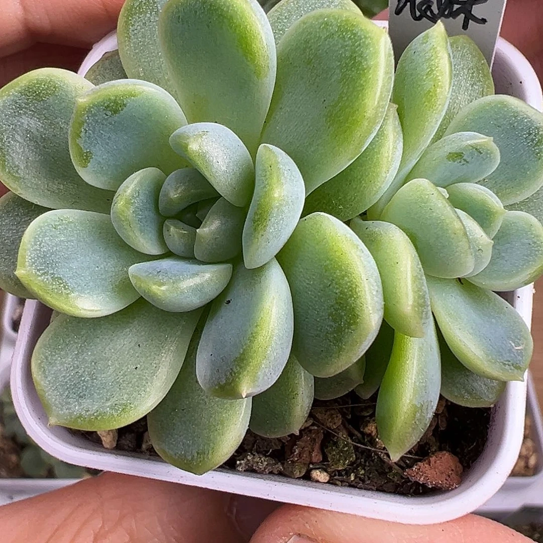 三头财富密码表妹。