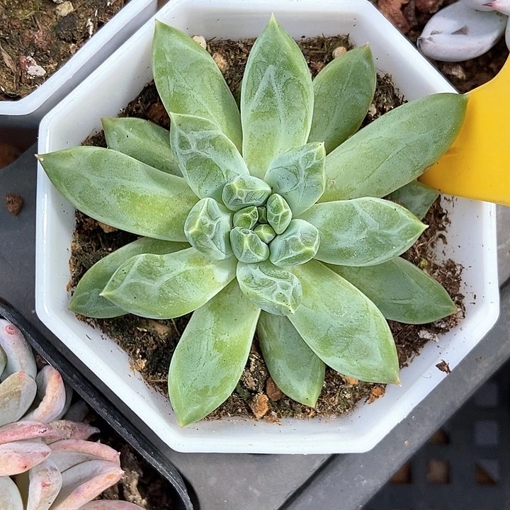 多肉植物青花瓷860