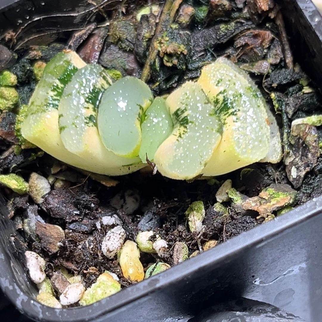 恭喜发财大吉大利4012