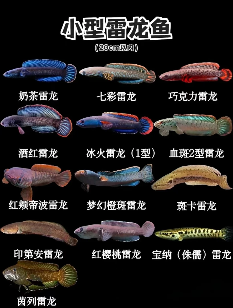 【小熙】 直播间专拍 单缸精养南鳢彩虹雷龙鱼 幻红幻彩红宝石雷龙