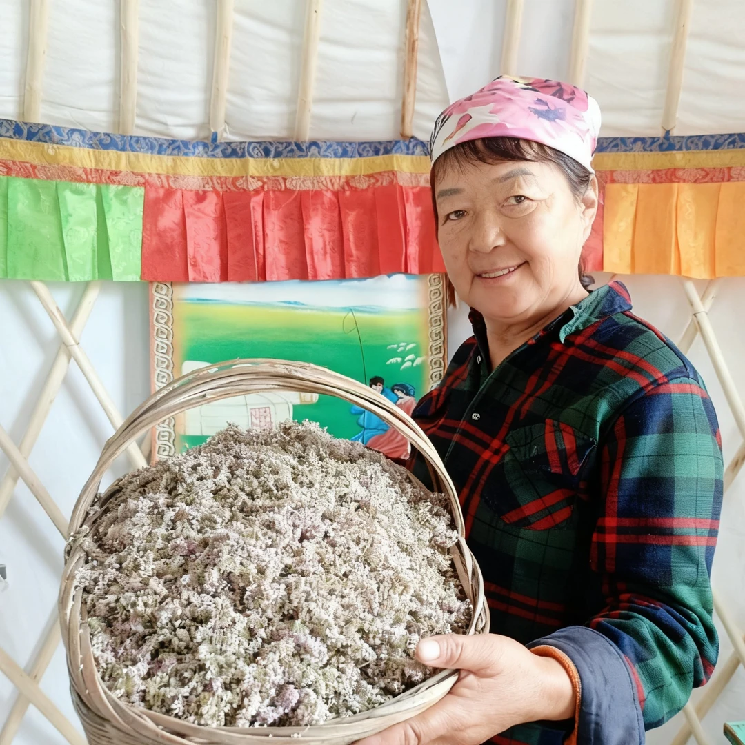 内蒙特产葱花草原摘蒙花