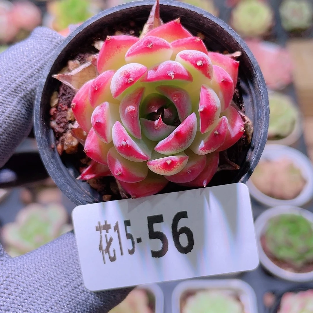 花利美15-56吉娃娃
