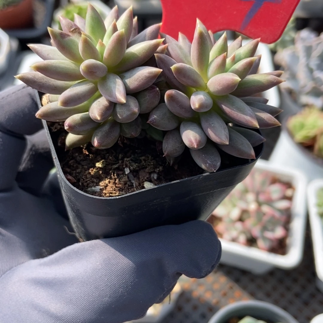 644虞美人多肉植物