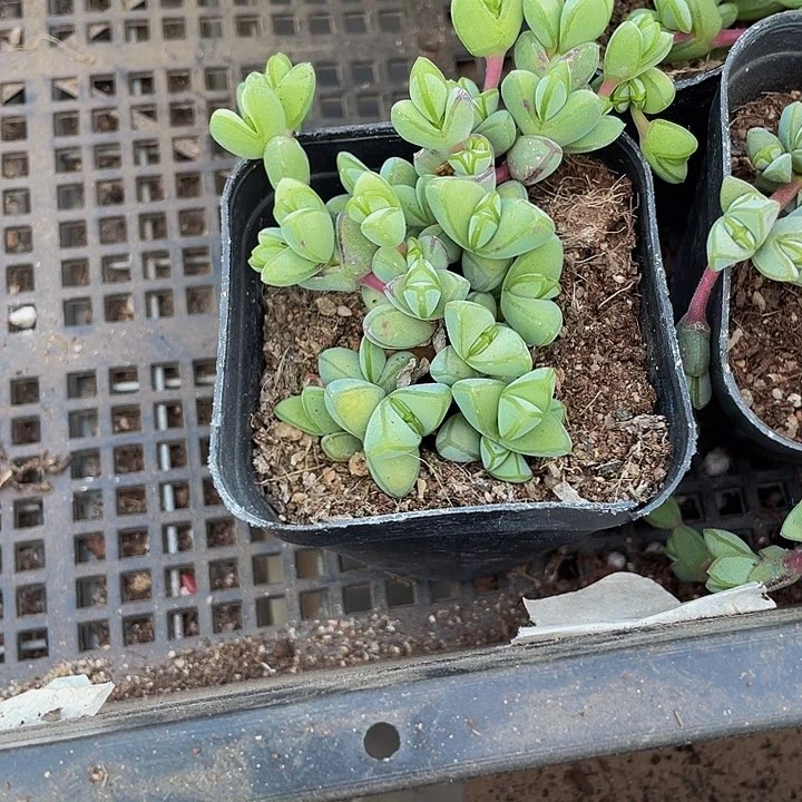 碧玉莲2.8带盆土