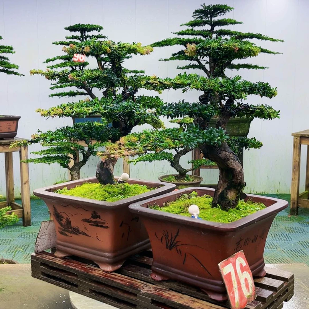 【闪购商品】无花朵