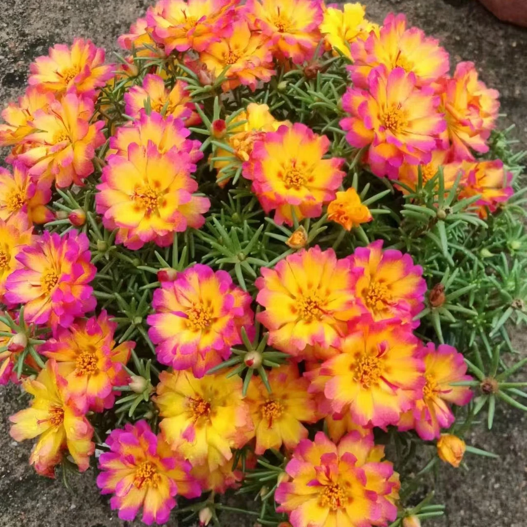 籽播太阳花矮墩墩混色盆苗，随机发12口径双色盆一盆，两盆包邮