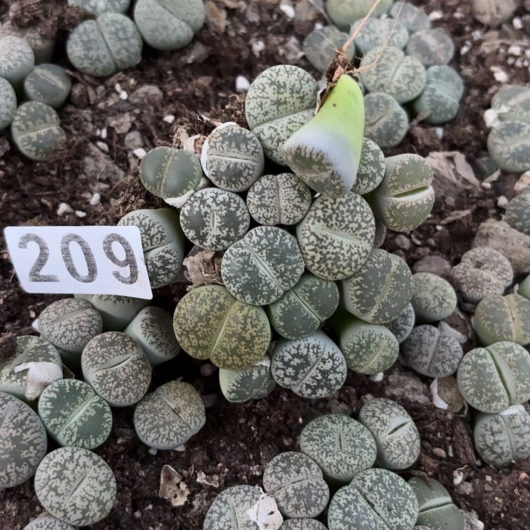 猪****生石花一物一拍209