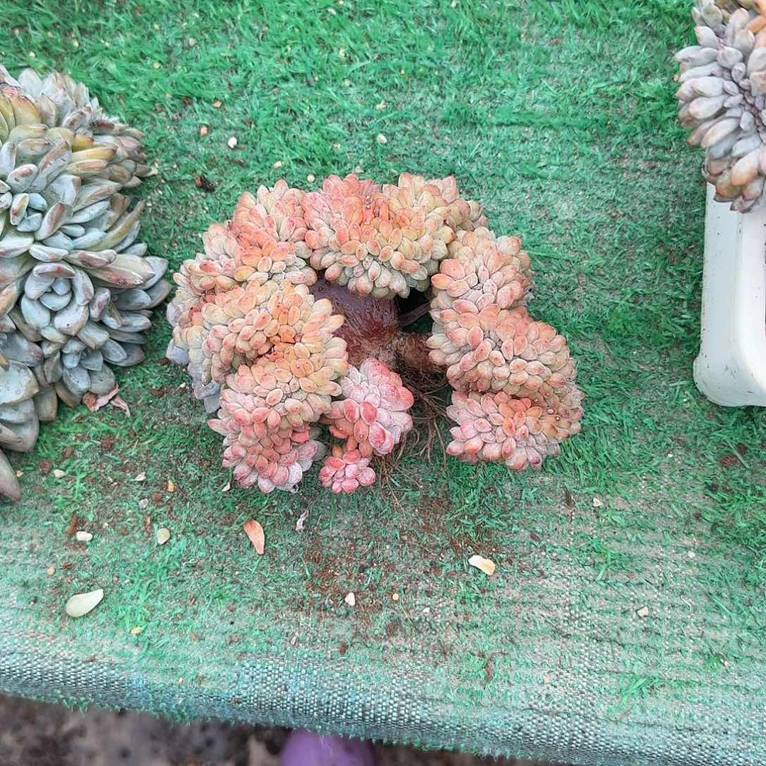 ゛****星影缀化呀呀呀呀