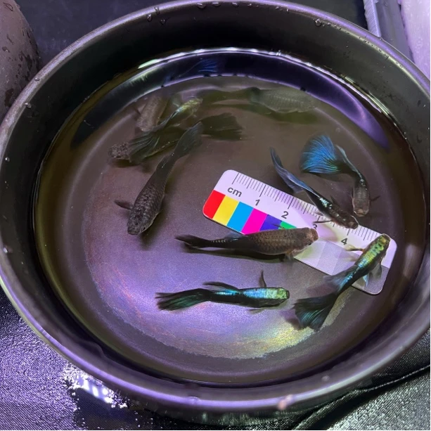 【德系蓝礼服】亮背精品蓝礼服小型热带鱼皮实耐养入缸后不赔付